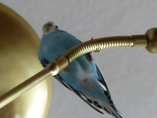 Wellensittich-Bild: Wenn ich vor dem Fernseher sitze kommt Amy öffter mal und setzt sich auf den Leselampenarm des Deckenfluters und beobachtet was ich da tue und ich muß aufpassen das sie mir nicht was auf den Kopf fallen läßt.