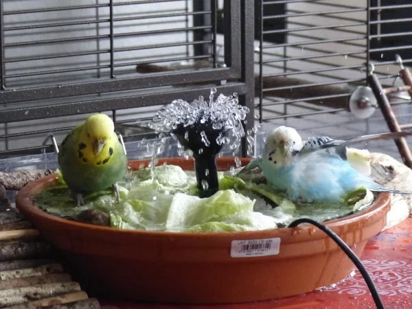 Wellensittich-Bild: Ja manchmal klappt es auch das die beiden Damen gemensam baden ohne sich an zuzicken, sie müßen es halt nur verstehen sich dabei aus den Weg zu gehen.:-)