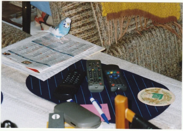 Wellensittich-Bild: Lesen bildet ,meinte Theo.