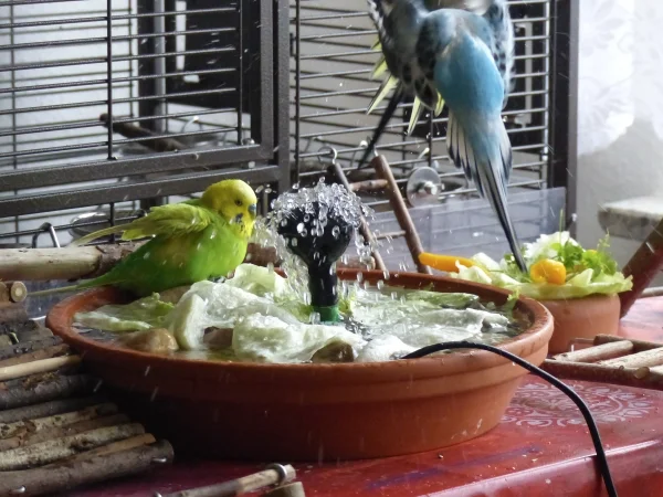 Wellensittich-Bild: Während Achim genüßlich badet kam Amy angeflattert und Roxi startete und in der Luft hatte es beinahe einen Zusammenstoß zwischen den Beiden gegeben. Seht ihr die Schwanzfedern von Roxi hinter Amy, war wohl recht knap und Amy ist erst mal wo anders hin geflattert.Aber ist ja alles gut gegangen und Amy   kam später zum baden zurück. :-)
