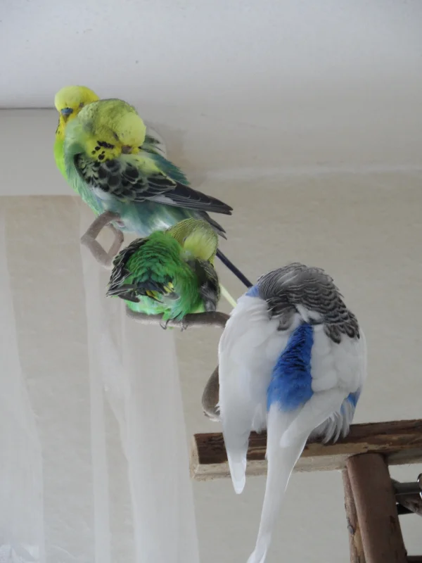 Wellensittich-Bild: Ein Schläfchen in Ehren kann niemand verwehren.