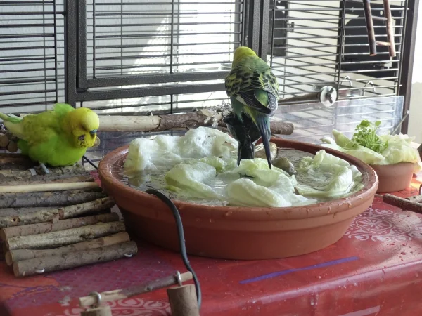 Wellensittich-Bild: Roxi ist auf dem Duschkopf der Wellidusche gelandet und läßt sich für einen Augenblick den Bauch spühlen, sowas nennt man dann wohl Wirlpool. :-D