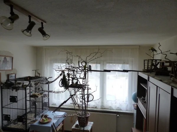 Wellensittich-Bild: Hier können sie schalten und walten wie es ihnen Spaß macht,klettern,fliegen,spielen,schreddern und auch baden.
Es ist immer wieder wunder schön ihnen bei ihrem unbeschwerten Treiben zu zusehen.