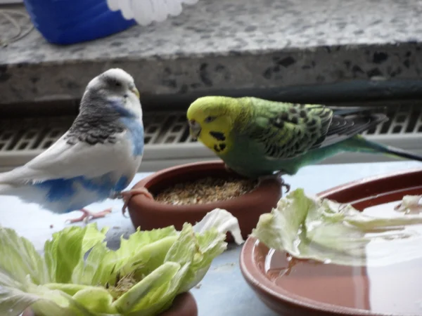 Wellensittich-Bild: Darf ich es wagen liebe Roxi,mich an Deinem Schälchen zulaben.
