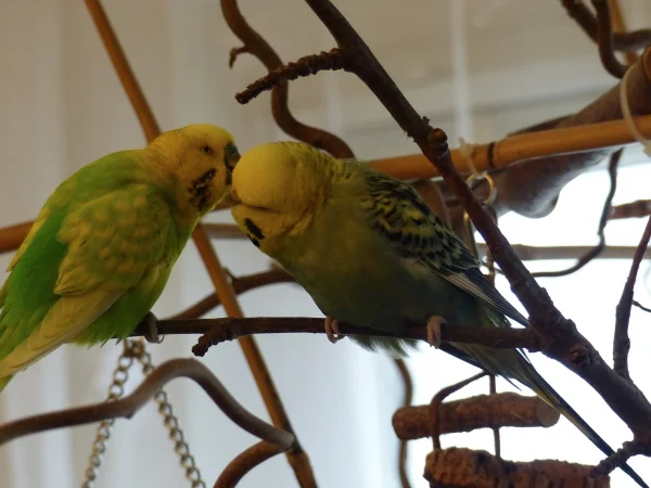 Wellensittich-Bild: Liebe ist......wenn man sich Zeit für Zärtlichkeiten nimmt.