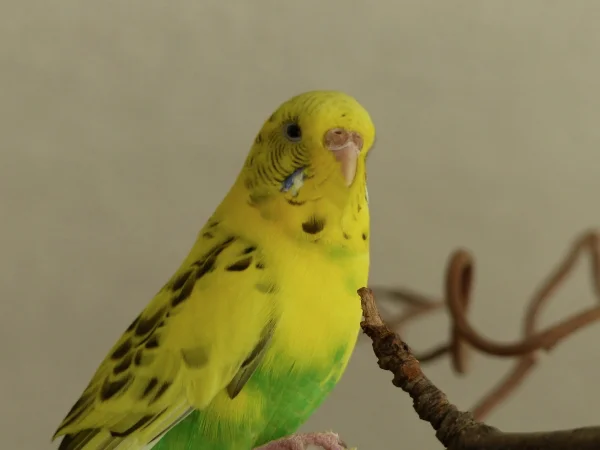 Wellensittich-Bild:  Sie ist gestern gebracht worden,ihr Partner mußte wegen eines Tumor erlöst werden und die Besitzer wollten die Wellihaltung nun aufgeben. sie hatte dort mit ihrem partner ein schönes und Welli gerechtes leben mit viel Freiflug.