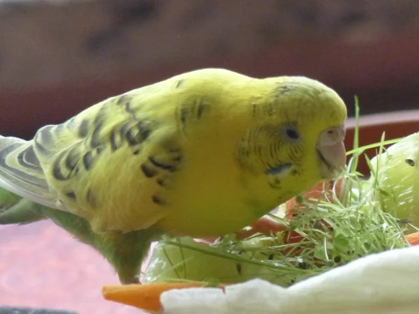 Wellensittich-Bild: Amy mag ja sowieso gerne Grünfutter, aber bei Vogelmiere kennt sie keine Gnade und keine Freunde. Sie zelebriert das Vogelmiere genießen so richtig. 