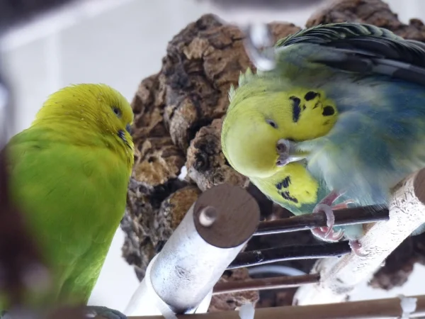 Wellensittich-Bild: Jedesmal das selbe vor dem Ausgehen,ich stehe mir die Beine in den Bauch weil meine Frau zum hübsch machen so lange braucht :-) .