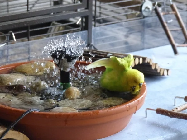 Wellensittich-Bild: Es geht doch nichts über ein schönes erfrischendes Bad mit Dusche :-) .