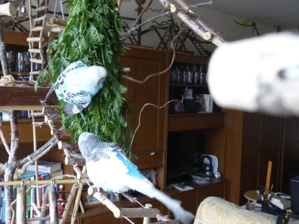 Wellensittich-Bild: Amy und Juri haben sich ganz schön angemotzt und um den besten Platz im Möhrengrün gekabbelt. Amy behielt dabei die Oberhand und ließ sich auch kaum von Juri beeinflusen oder gar vertreiben. Danach waren sie aber wie immer gute Freunde.