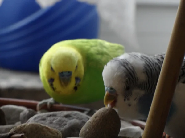 Wellensittich-Bild: Achim und Juri auf heißer Spur.