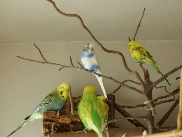 Wellensittich-Bild: Alle fünf beieinander und Amy fühlt sich hier schon sichtlich zuhause. :-)