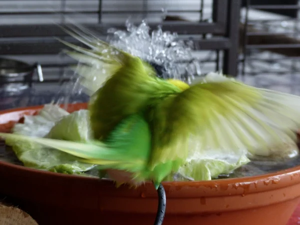 Wellensittich-Bild: Aus dem Flug eine Landung in die Fluten, Achim landet mit großer Wonne in der Wellidusche um ein erfrischendes Bad zu nehmen.