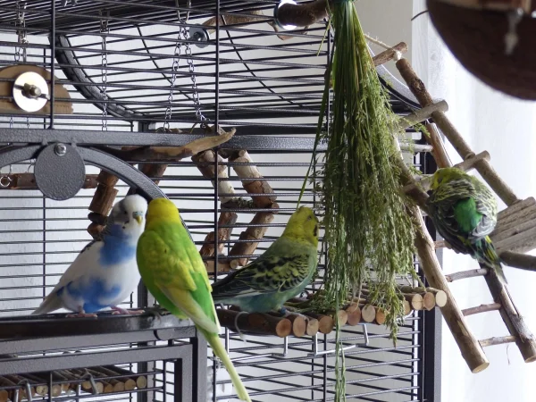 Wellensittich-Bild: Während Susi und Roxi schon futtern,beraten Achim und Juri noch wie sie am besten an die Leckerbissen rankommen.