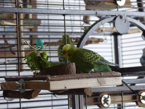 Wellensittich-Bild: Während Achim und Juri unten den Tisch aufräumen schaut sich Jacob auf der Terrasse um. Da muß ja auch Ordnung geschaffen werden. Ja in der Beziehung sind meine drei Hähne immer sehr vorbildlich, man kann ja nichts verkommen lassen.