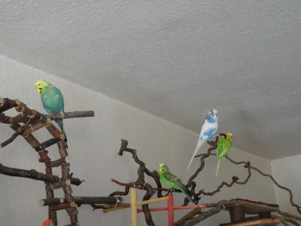Wellensittich-Bild: Hier oben kann man rumtoben,spielen,schreddern oder einfach nur relaxen.