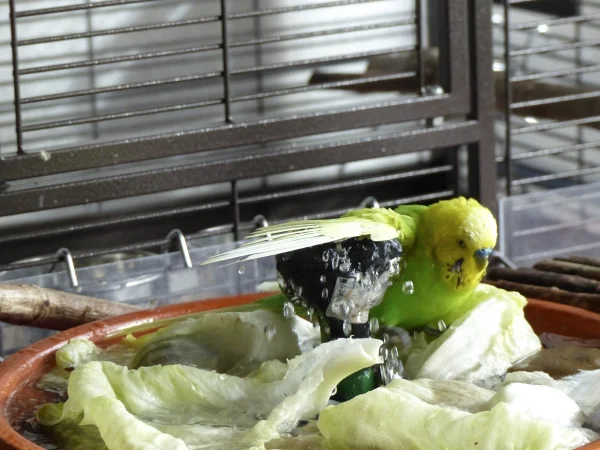 Wellensittich-Bild: Achim hält mit dem Flügel den Duschkopf zu, ein Schelm der bei dem Titel böses denkt. :-D