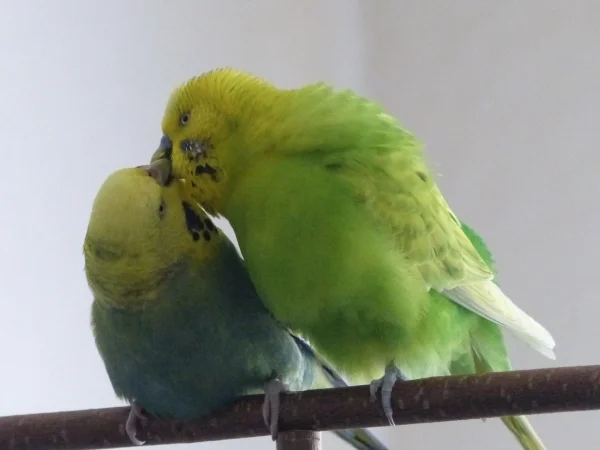 Wellensittich-Bild: Wenn Roxi sich auch gerne mal von Miro umgarnen läßt und Achim immer mal der Amy nachstellt, so finden die Zwei doch immer wieder zusammen. 