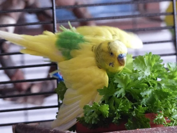 Wellensittich-Bild: Was für Juri und Roxi das Möhrengrün ist, das ist für Miro die Petersilie, sie schmeckt ihm und er badet auch darin. :-)