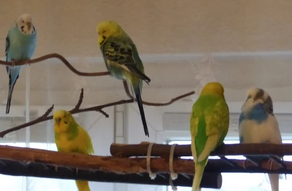 Wellensittich-Bild: Dann sitzt die Bande da oben im Baum und feuert mich an.:-)