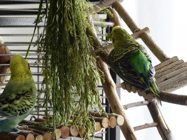 Wellensittich-Bild: Meine beiden Damen haben sich die besten Plätze zum futtern gesichert,erstaunlich ist dabei das gerade Susi mit ihren Handycaps sich auf die schaukelnde und wackelige Hängebrücke gestzt hat