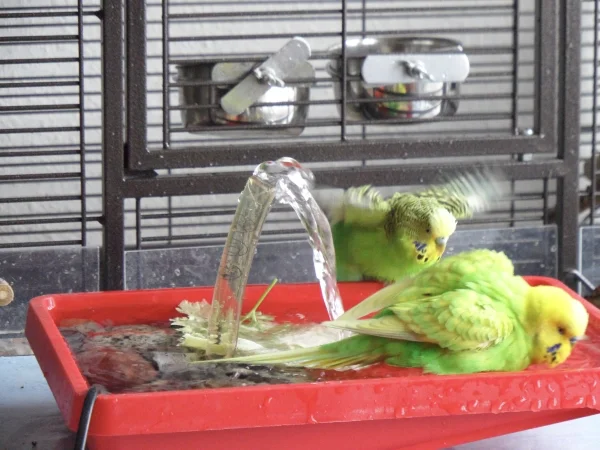 Wellensittich-Bild: Susi,Achim und auch die anderen Beiden finden baden in der Wellidzusche immer toll.