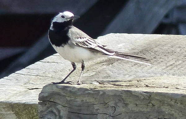 Wellensittich-Bild: Sondern auch auf Wiesen mit Büschen, bei uns in und um Ferdinandshof sind sie recht häufig.
Die Bachstelze ist übrigens der Nationalvogel Lettlands.
