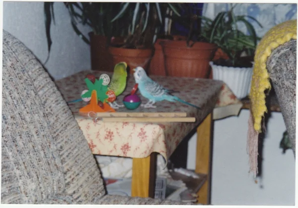 Wellensittich-Bild: Sammy und Klettermax,beim rumalber,lange ist es her