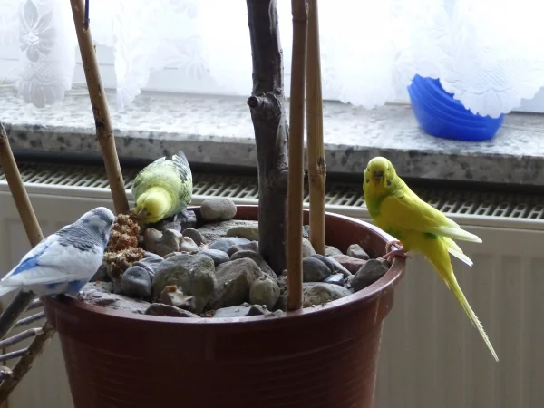 Wellensittich-Bild: Miro und zwei seiner neuen Freunde Roxi und Juri.