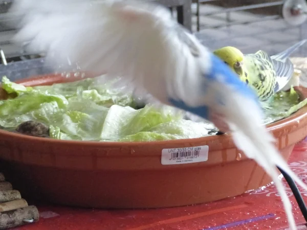 Wellensittich-Bild: Juri wollte wohl auch gerade in die Wellidusche, aber die war ja von den beiden Hennen bestzt, drum flog er weiter, denn er wollte wohl gerade keinen Zoff. Manchmal stört es ihm auch nicht und er legt es drauf an, aber mit zwei Hennen auf einmal wollte er sich wohl nicht anlegen. :-)