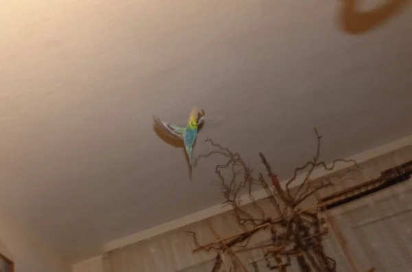 Wellensittich-Bild: Wenn Roxi ihre Runden dreht dann geht es rund,dann kommt Stimmung auf :-)