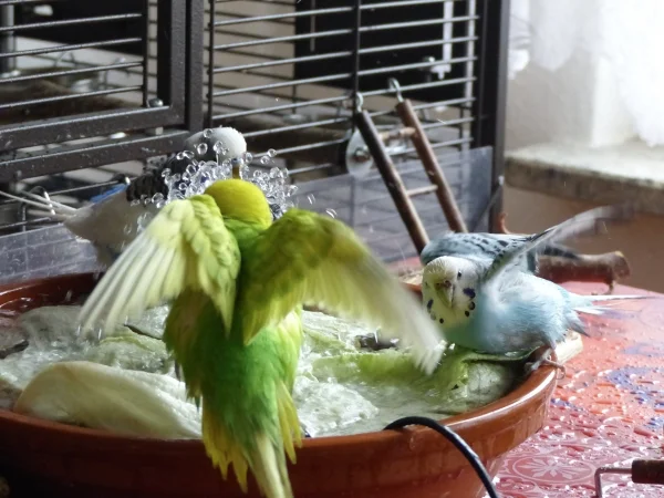 Wellensittich-Bild: Juri, Amy, und Achim genießen das Bad in der Wellidusche und planschen so richtig nach Herzenslust.