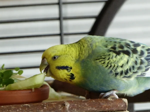 Wellensittich-Bild: Hmm,lecker ,das schmeckt köstlich und ist Gesund.