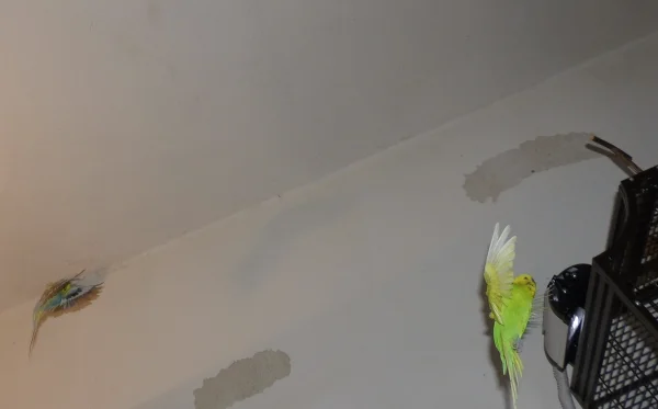 Wellensittich-Bild: Mein Adlerpärchen Achim und Roxi beim Landeanflug während ihrer abendlichen Flugshow.:-)