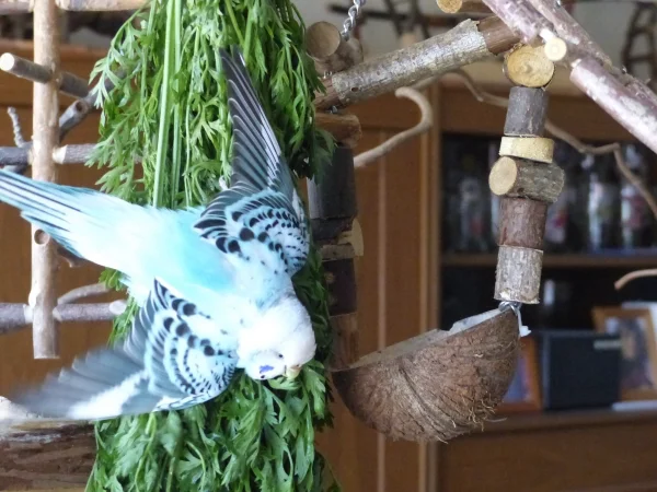 Wellensittich-Bild: Es sieht aus als ob sie am Möhrengrün entlang gleitet, wie ein Segelflieger.;-)