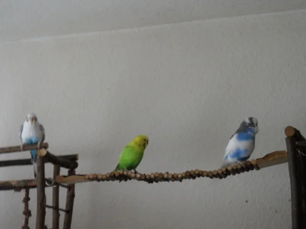 Wellensittich-Bild: 