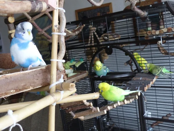 Wellensittich-Bild: Der Käpten geht voran und seine Truppe folgt ihm,oder auch nicht :-D .
