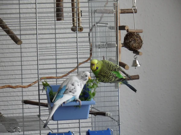 Wellensittich-Bild: Gemeinsames Vogelmiere futtern mit Susi,Susi denkt sicher öffter mal an iren Rudi.