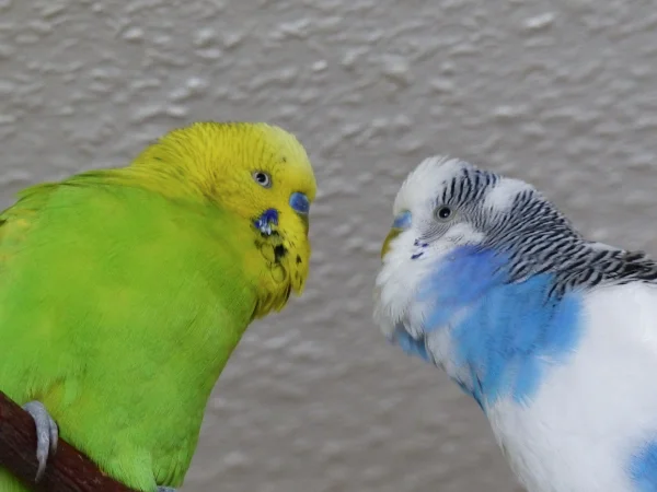 Wellensittich-Bild: Juri und Achim die beiden alten, ja sie sind ja nun auch schon 8 Jahre, Freunde haben sich immer sehr viel zu erzählen. Gibt ja auch immer viel neues und altes zu beratschlagen, da wird viel wichtiges und unwichtiges ausdiskutiert, genau wie bei uns Federlosen. :-)