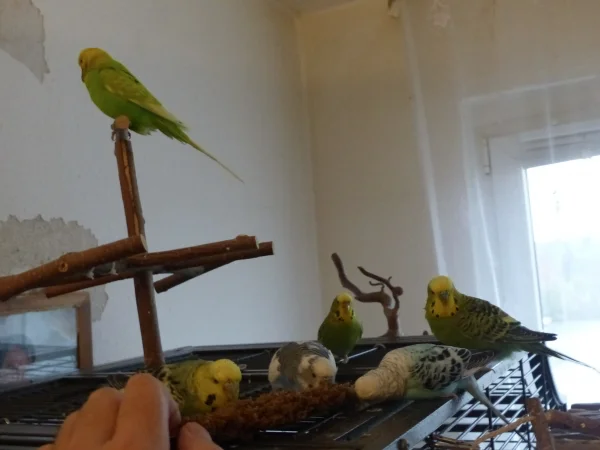Wellensittich-Bild: Ab und zu gab es für meine Falken auch mal Hirse. Da es das wegen ihrer Gewichtsprobleme soi selten gab war die Begeisterung jedesmal groß.
