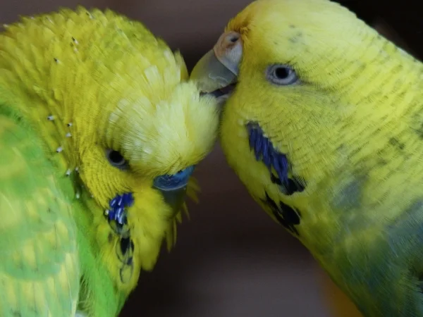 Wellensittich-Bild: Liebe ist eine Zeit voller Zärtlichkeit.:-)