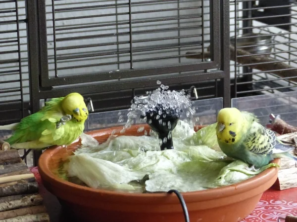 Wellensittich-Bild: Ja OK das Wasser ist gut, die Temperatur stimmt, sauber isses und die Wassertiefe ist auch top. Und Roxi Du hättest ruhig noch den Moment warten können bis ich den Pool freigebe, das diese Henne nie warten kann.