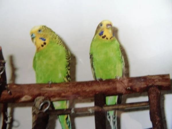 Wellensittich-Bild: Links mein erster Welli(2003-2009) und rechts meine Prinzessin Susi die ich seit 2008 habe ,das Bild ist für mich die Verbindung von Vergangenheit und Gegenwart. 