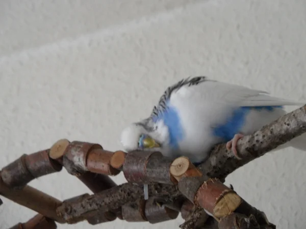 Wellensittich-Bild: Man oh man ,habe ich einen schweren Kopf heute.