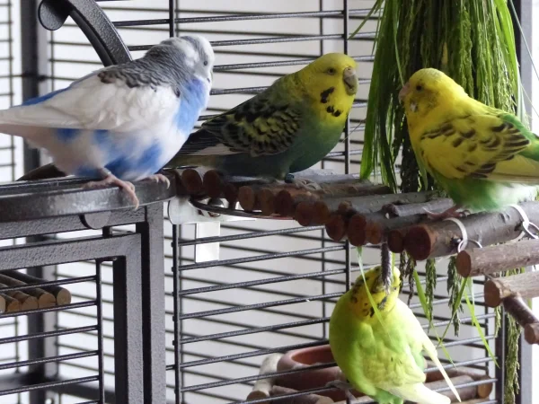 Wellensittich-Bild: Während die Drei sich noch zoffen, läßt Achim es sich schon schmecken, er ist eben clever. :-)