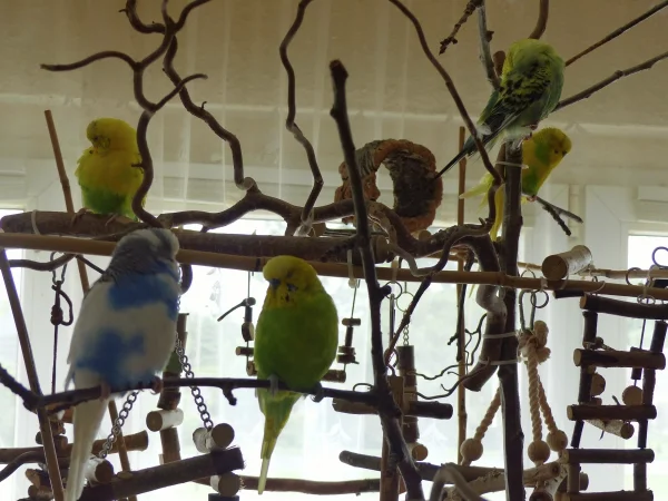 Wellensittich-Bild: Da habe ich sie mal wieder alle zusammen auf ein Bild gekriegt.
Zur Mittagsruhe im Wellibaum, dösen, sich putzen und den Felo beobachten. :-)