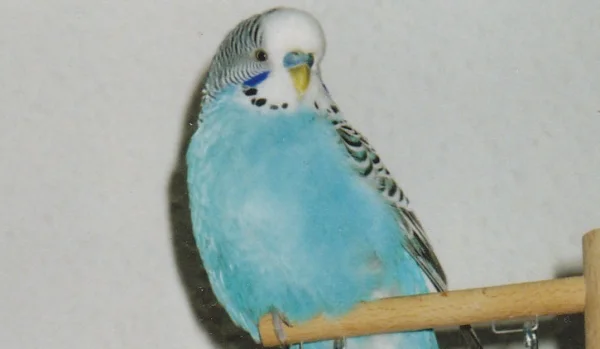 Wellensittich-Bild: Er war mein zweiter Welli und der erste Kumpel von Sammy,wie sein Name schon sagt war das Klettern seine große Leidenschaft.Obwohl er auch sehr gut fliegen und hüpfen konnte,er kletterte lieber dahin wo er hin wollte.