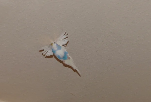 Wellensittich-Bild: Sieht fast aus als wenn er einen Heiligenschein hat,aber von wegen Engel,er ist ein Scheinheiliger Bengel.:-)