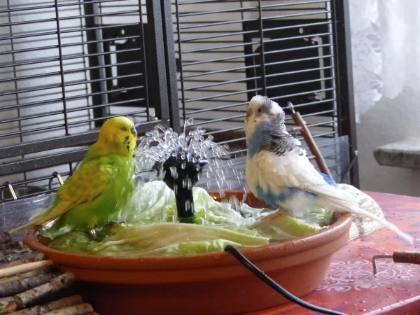 Wellensittich-Bild: Alles klar im Pool.
Yes Sire, Wasser hat die richtige Temperatur, Duschkopfeinstellung ist perfekt.
Na dann steht dem Badevergnügen ja nichts mehr im Wege.