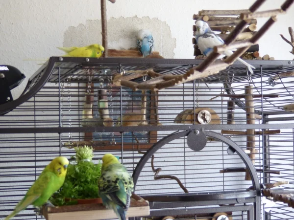 Wellensittich-Bild: Während Miro, Amy und Juri bereits ihren Spass mit der Petersilie hatten und sich zu einem Päuschen auf dem Käfigdach, bzw Bilderahmen, nieder gelassen haben genießen Achim und Roxi die Petersilie.